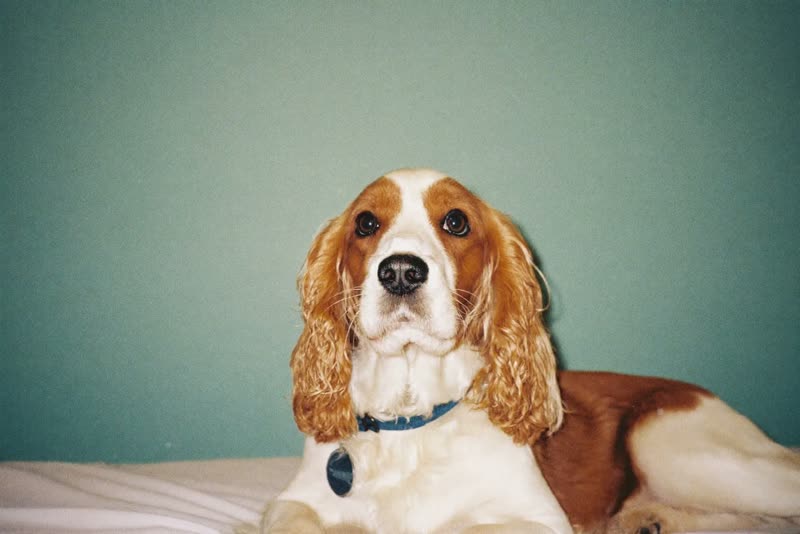 A settled dog resting between visits