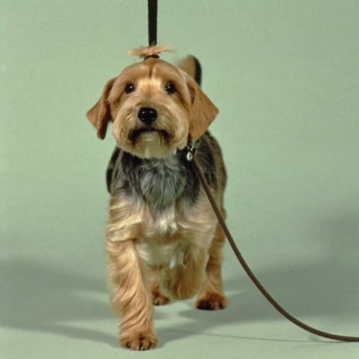 A small dog on a lead ready for a walk