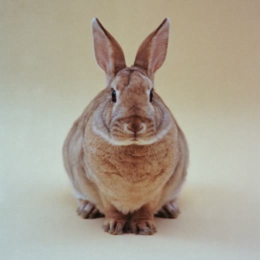 A rabbit cared for as a small pet