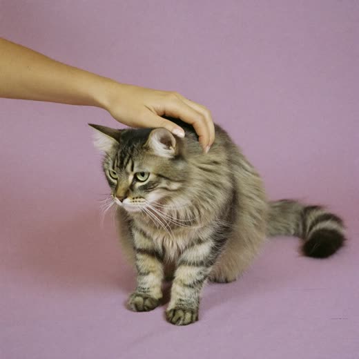 A pet being brushed during a sitting visit